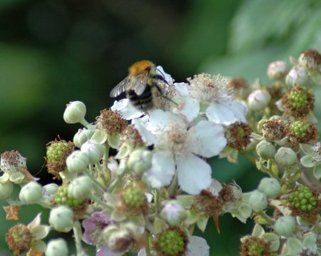 Common Carder Bee on bramble flowers