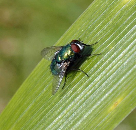 Common Greenbottle Fly