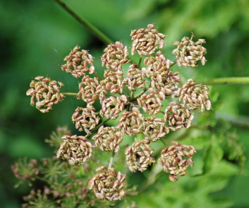 Hogweed seedhead