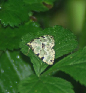 Green Carpet-colostygia pectinaria - Nevern, Pembrokeshire