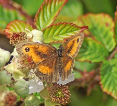 22/7/11 - Gatekeeper (m) nectaring on bramble flowers