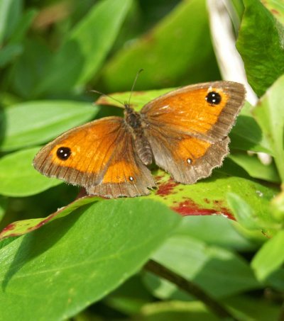 17/8/11 - Gatekeeper (female)- Rhos--on-Sea garden