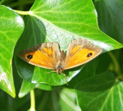 17/8/11-Gatekeeper basking on ivy leaf-Rhos-on-Sea garden
