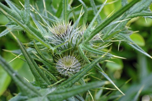 Spear Thistle flower buds surrounded by yellow-tipped spines