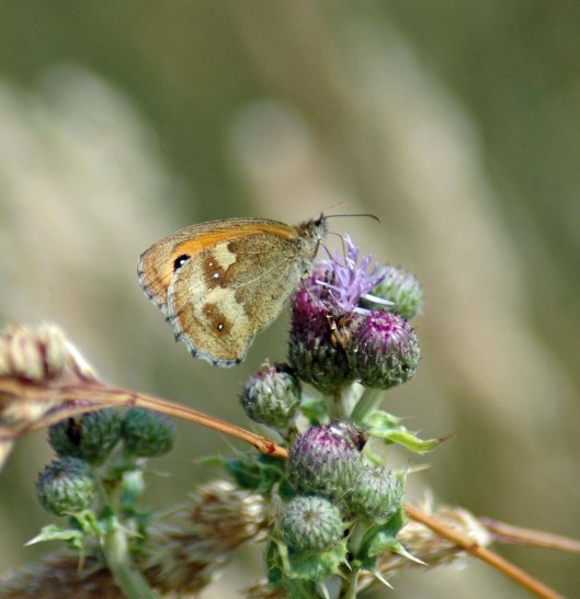 21/7/13-Meadow Brown butterfly on creeping thistle flowers