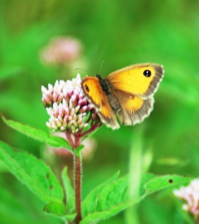 13/8/12 - Gatekeeper on Hemp Agrimony - Bryn Euryn