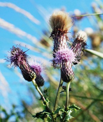Flowerheads of Creeping Thistle-Cirsium arvensis