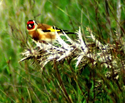Thistle seeds are a favourite food of the goldfinch