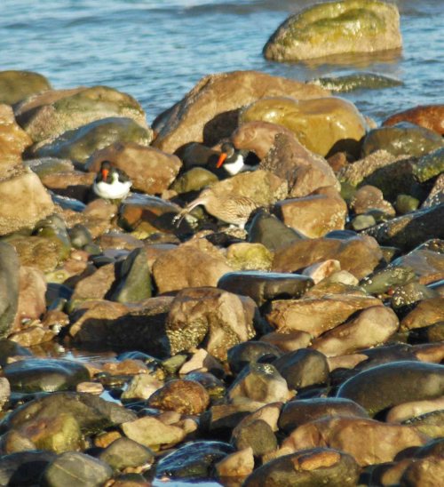 A curlew with food watched by Oystercatchers