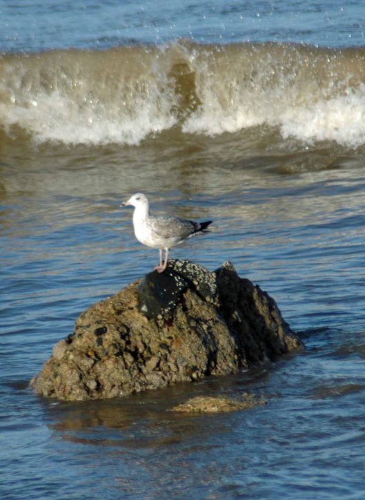 Juvenile herring gull 