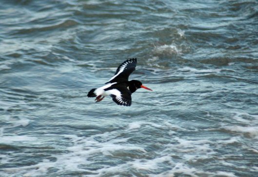 Oystercatcher flying in to land