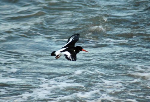 Oystercatcher flying in to land