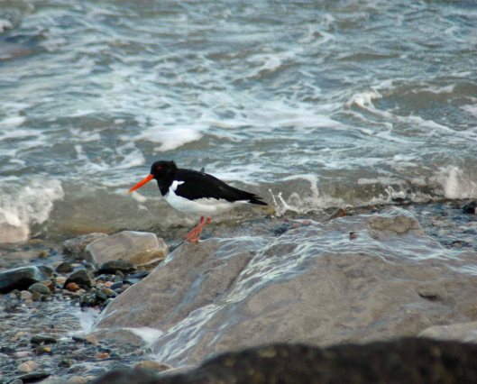 Landed and waiting for the perfect moment to begin the hunt for food