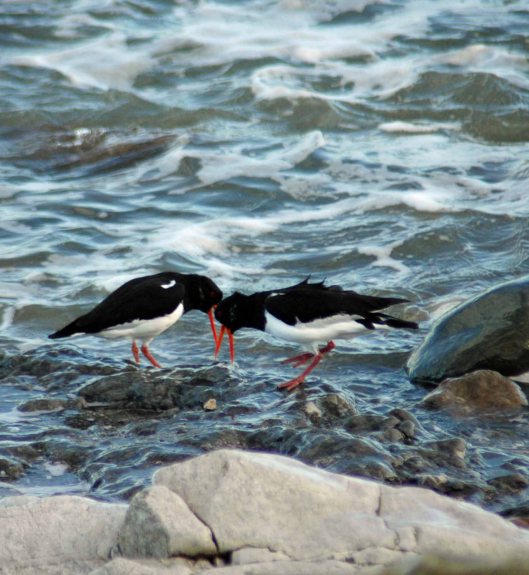 A noisy and demonstrative reunion