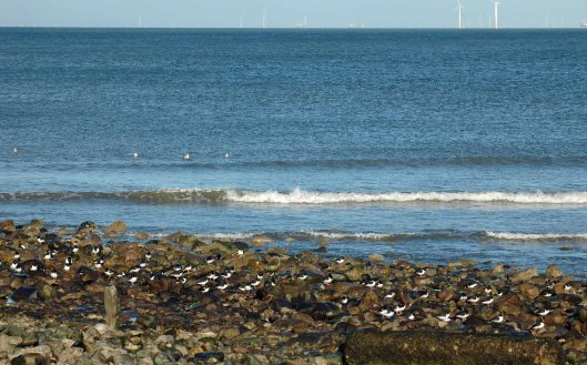 Oystercatchers as I most often see them, spread out at the far end of the seashore