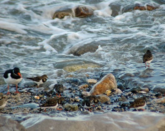 Turnstones are the first of the small waders onto the shore 