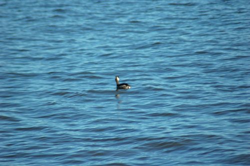 Great Crested Grebe