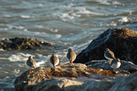 Ringed Plovers and Dunlin watching the water