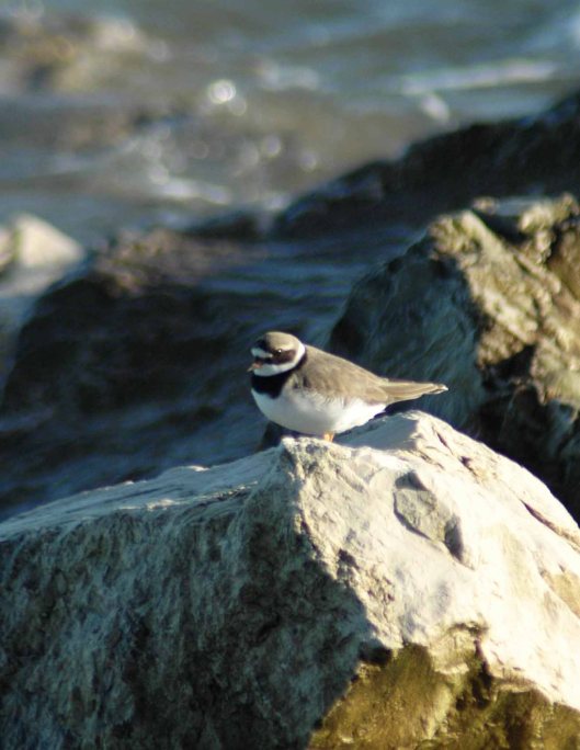 Ringed Plover- Charadrius  hiaticula