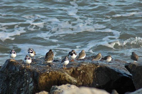 Dunlin, Ringed Plovers & Turnstones 
