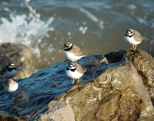 Ringed Plovers 