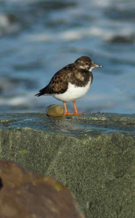 Turnstone-Arenaria interpres