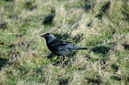 Jackdaw 