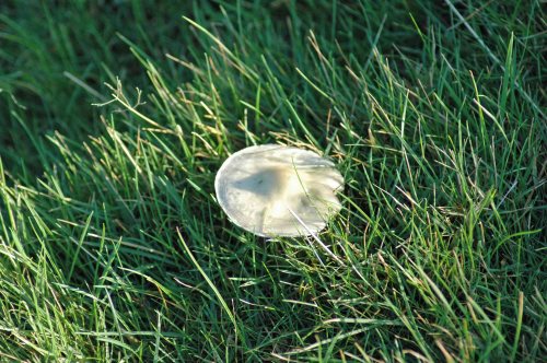 A mushroom, or toadstool