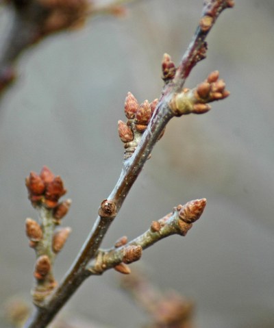 Swelling leaf buds