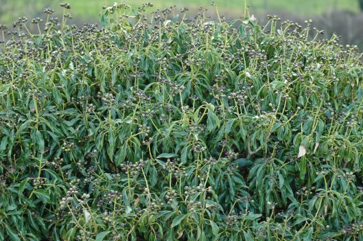 A bountiful crop of ivy berries