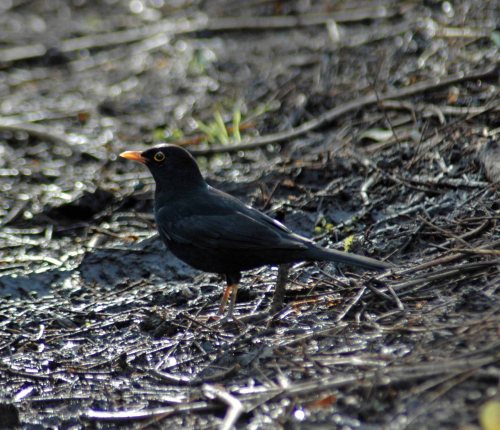 Blackbird- Turdus merula