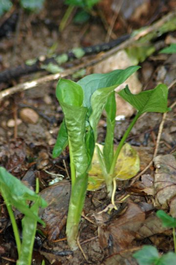 140128TGROS-BE7-Arum leaves are well grown