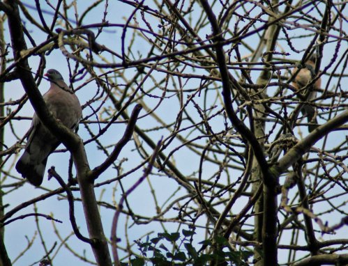 A wood pigeon and maybe a jay