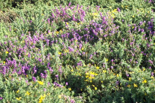 Dwarf gorse growing amongst heather on the Great Orme