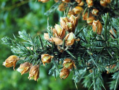 Gorse fruits forming