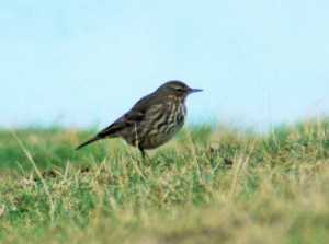 28/1/14-Rock Pipit-Little Orme