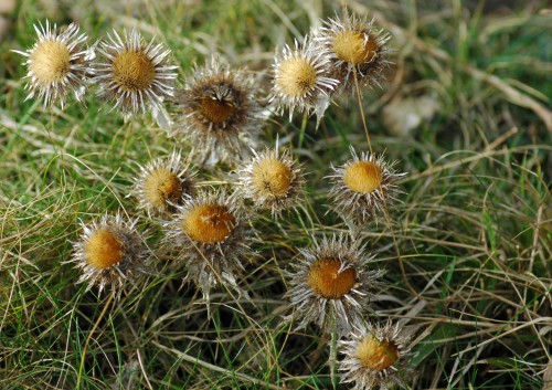 140206-Little Orme 11- Carline Thistle