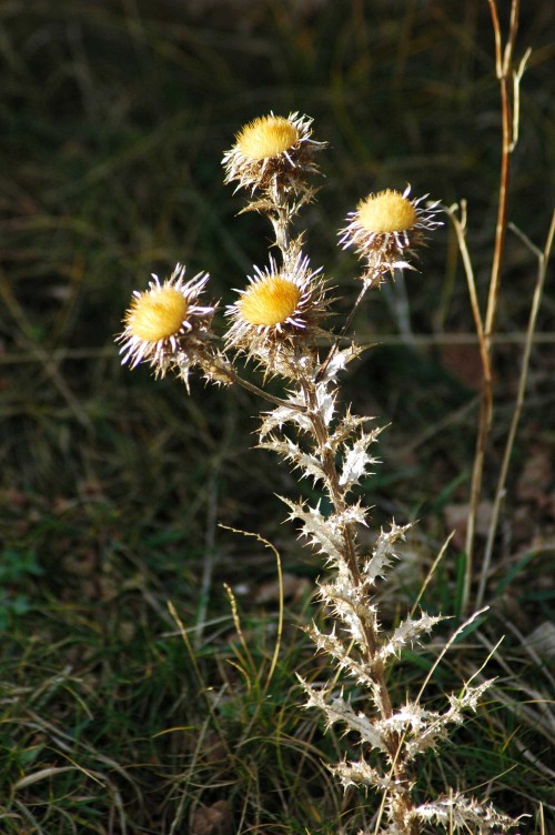 140206-Little Orme 12- Carline Thistle sunlit
