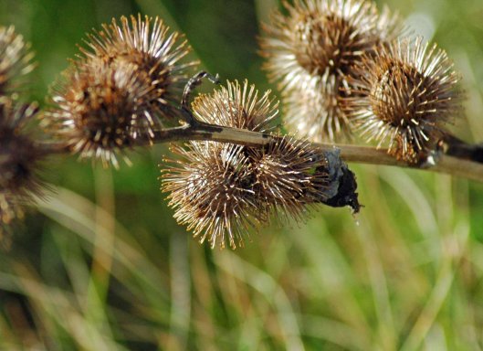 140206-Little Orme 14- Burrs