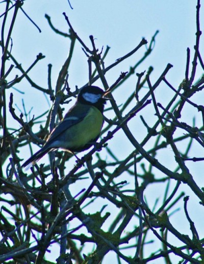 140207-Great tit singing-Little Orme