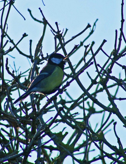 140207-Great tit singing-Little Orme