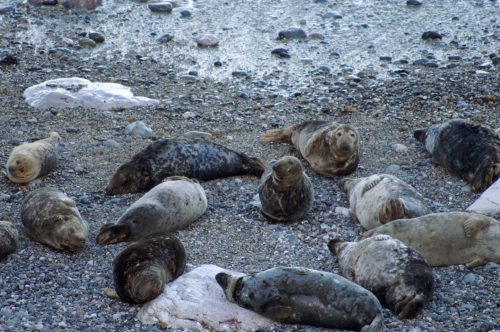 140207TGEN-Grey seals-Little Orme