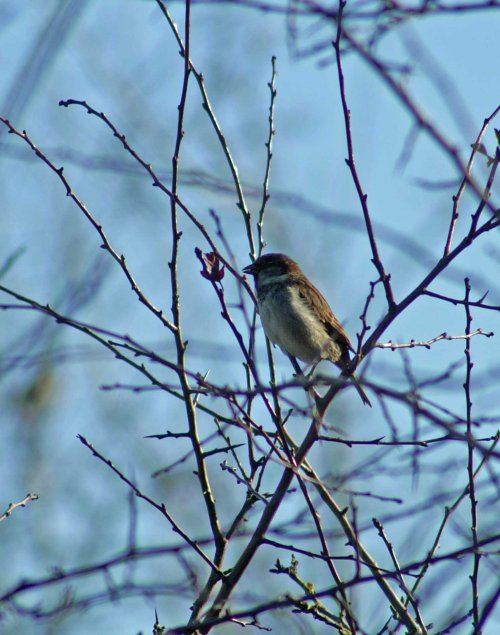 140207-House sparrow eating-Little Orme