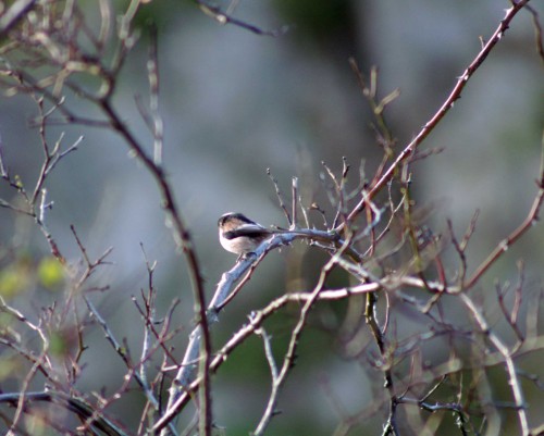 140207-Long-tailed Tit-Little Orme