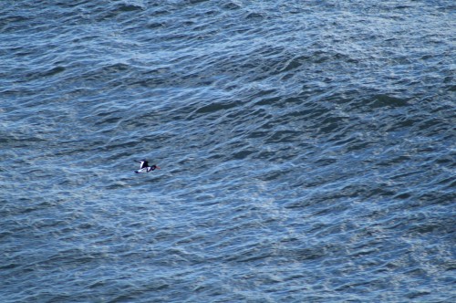 From the cliff and Oyster catcher is a tiny black and white speck against a wind-ruffled sea