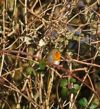 140207-Robin in a bush singing-Little Orme