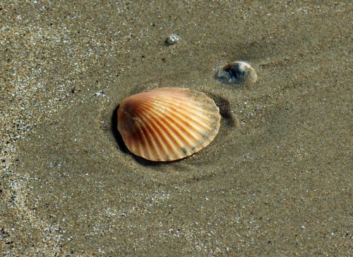 Scallop shell