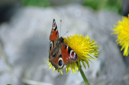 Peacock nectaring on a dandelion