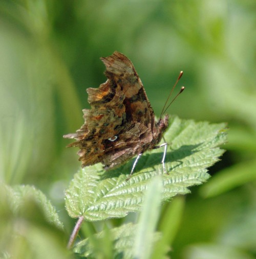 A good view of the butterflys underside 