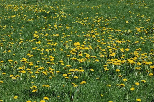 Dandelions in full bloom 